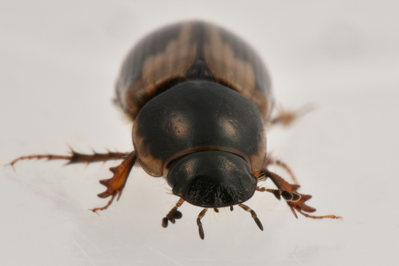 Aphodiidae: Melinopterus prodromus m & f ?  Sì !